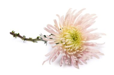 Beyaz arkaplanda izole edilmiş pembe kasımpatı çiçeği