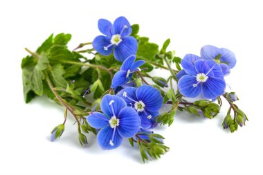 Speedwell çiçekleri beyaz arkaplanda izole edilmiş