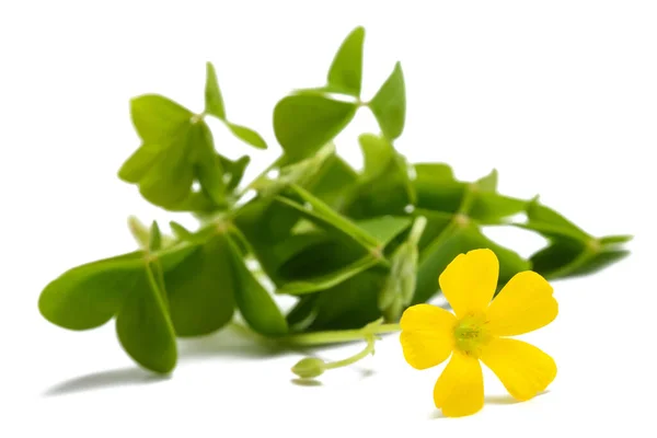 Gul Woodsorrel Blomma Isolerad Vit Bakgrund — Stockfoto