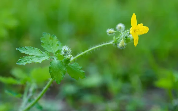 Schöllkraut Auf Verschwommenem Hintergrund — Stockfoto