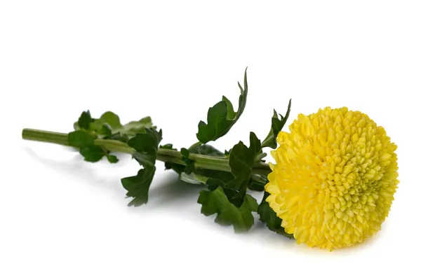 Żółty Kwiat Chryzantemy Izolowany Białym Tle — Zdjęcie stockowe