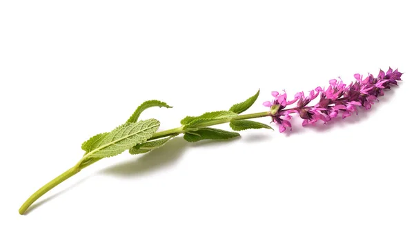 Salvia Nemorosa Flor Isolada Sobre Fundo Branco — Fotografia de Stock