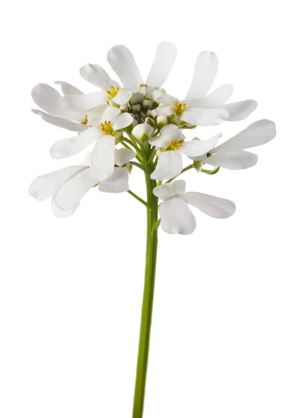 Candytuft Flor Isolada Fundo Branco — Fotografia de Stock