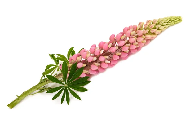 白い背景に孤立したピンクルピンの花 — ストック写真