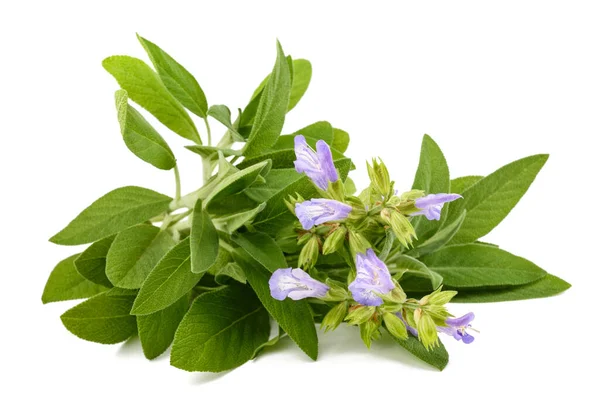 Šalvěj Rostlina Květinách Izolovaných Bílém Pozadí — Stock fotografie