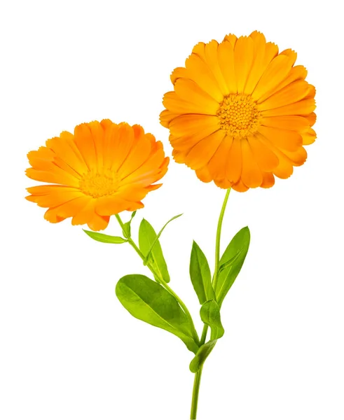 Marigold Med Blommiga Vit Bakgrund — Stockfoto