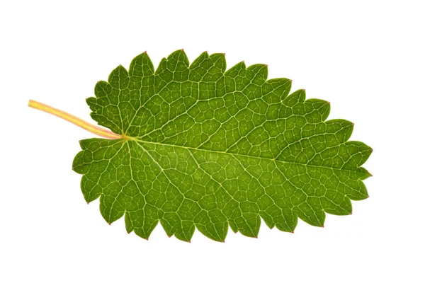 白地に孤立したグレート バーネットの葉 — ストック写真