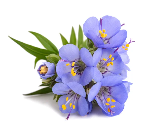 Grekiska Valerian Blommor Isolerad Vit Bakgrund — Stockfoto