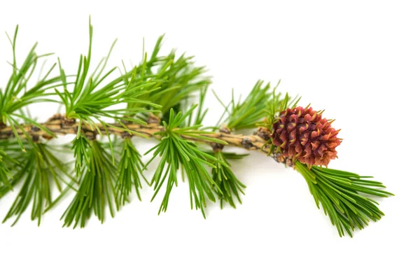 Larch Branch Cone Isolated White — Stock Photo, Image