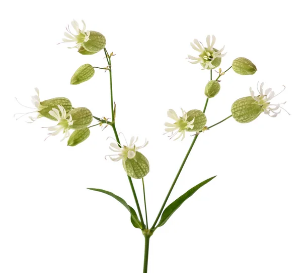 Blasen Campion Blüten Isoliert Auf Weiß — Stockfoto
