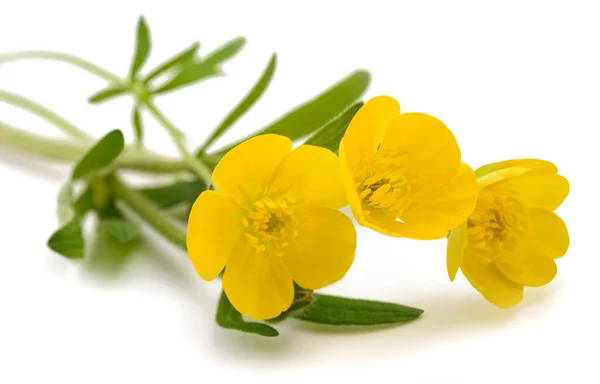 Woolly Buttercup Flowers Isolated White Background — Stock Photo, Image