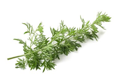 Artemisia branch isolated on white background