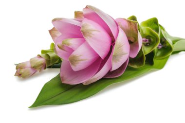 Beyaz arkaplanda izole Curcuma çiçekleri