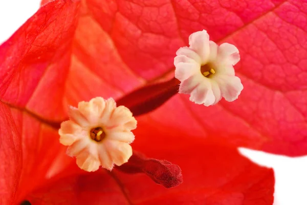 Bougainvillea Blomma Isolerad Vit Bakgrund — Stockfoto