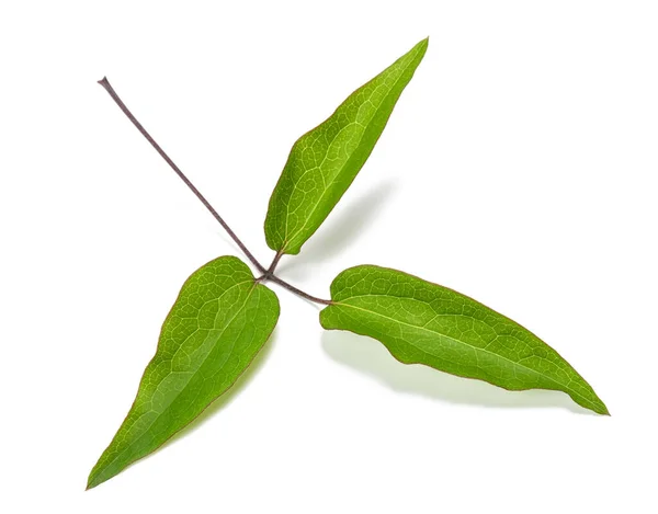 Clematis Branch Leaves Isolated White Background — 图库照片