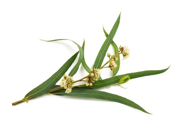 Eucalyptus Branch Flowers Seeds Isolated White — Stock Photo, Image