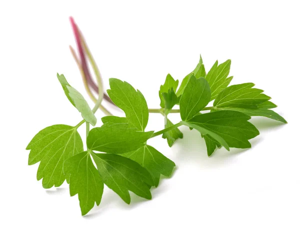 Fresh Lovage Isolated White Background — стоковое фото