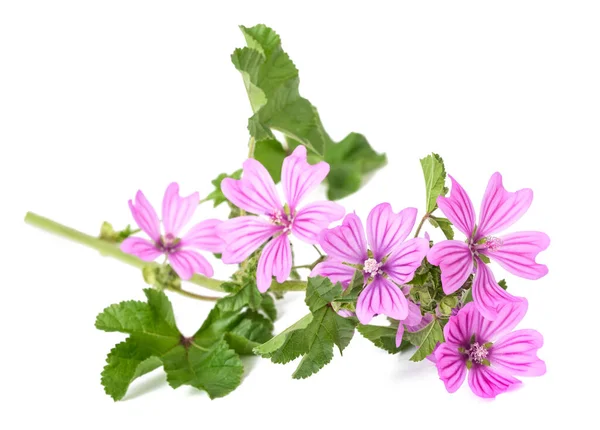 Common Mallow Flowers Isolated White Background — Foto Stock