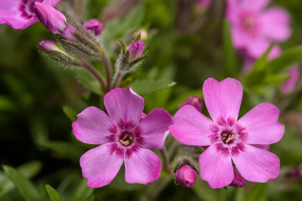 Creeping Phlox Phlox Subulata Flowers Garden — Foto Stock