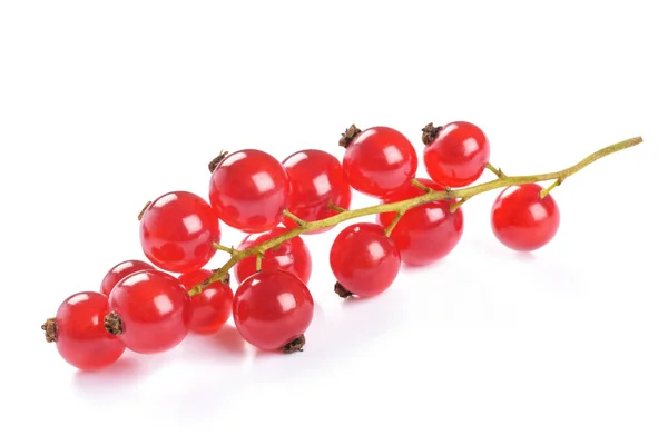 Cluster Ribes Rosso Isolato Sfondo Bianco — Foto Stock