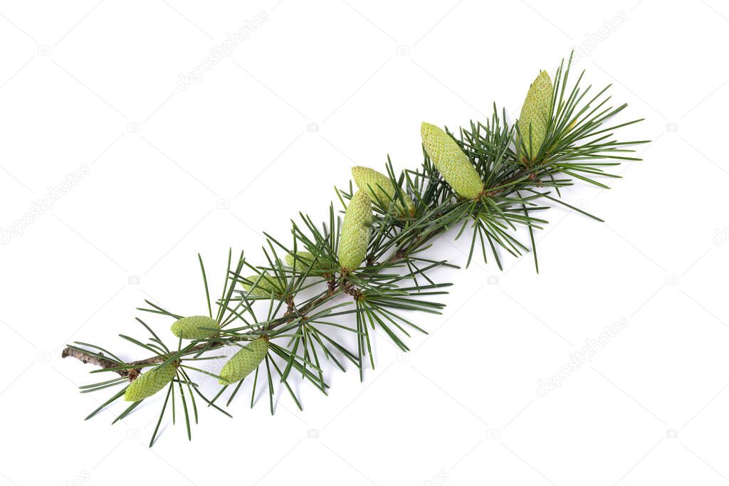 Cedrus deodara branch with cones isolated on white background