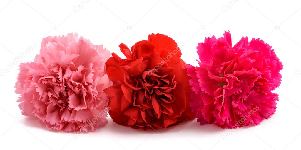   Carnations mix  isolated on white background