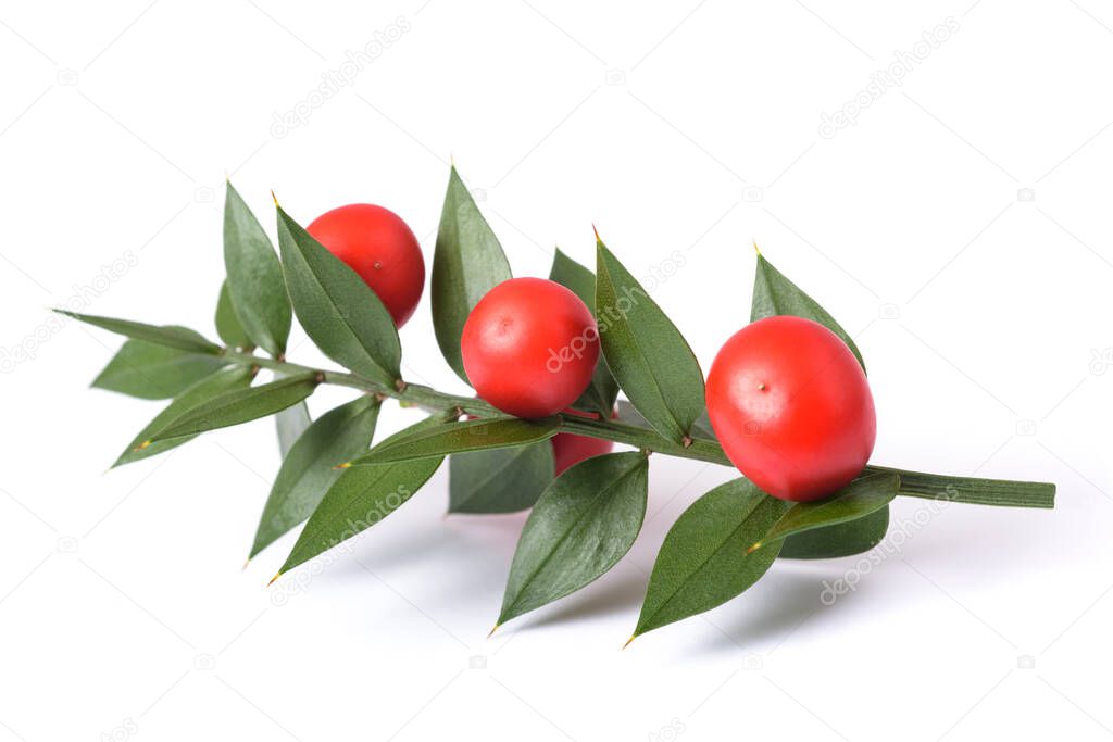 Butcher's broom with berries isolated on white background
