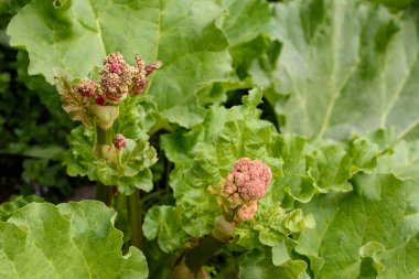 Rheum officinale, flowering rhubarb  in a garden