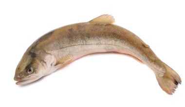 Beyaz backgrouns izole char balık (salvelinus)