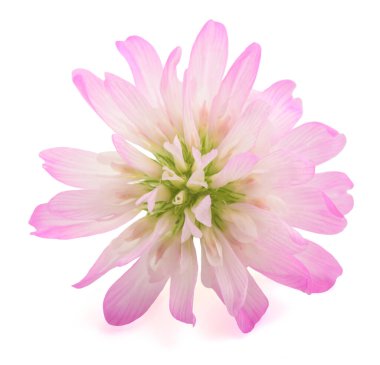 Reversed clover (Trifolium resupinatum)  isolated on white backgroun