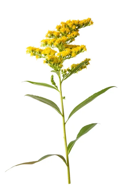 Yellow Goldenrod Flowers Isolated White Background — Stock Photo, Image