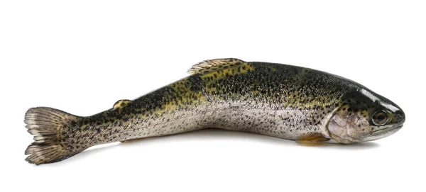 Freshly Caught Trout Isolated White Background — Stock Photo, Image