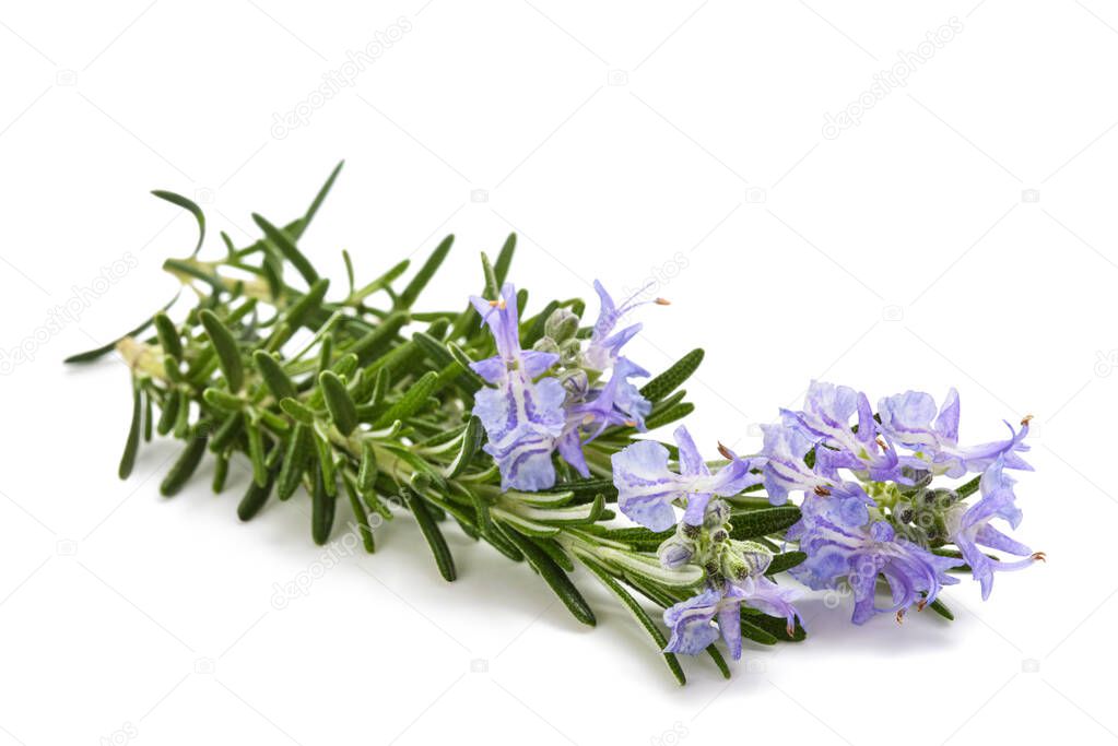 Rosemary in  flower isolated on white background