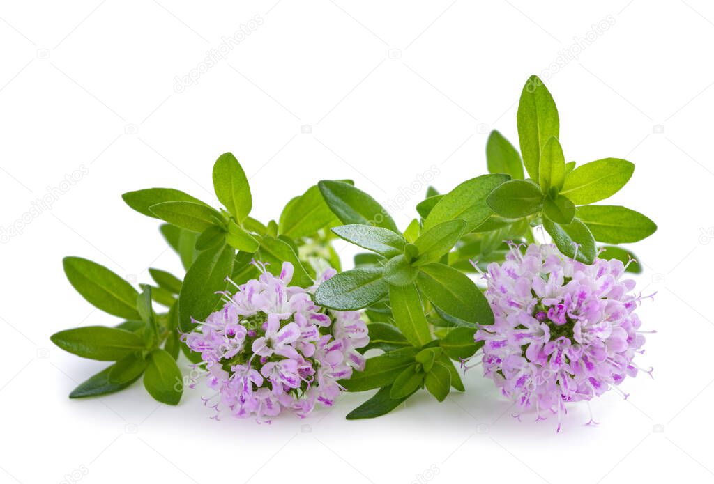 Summer savory plant with flowers isolated on white background