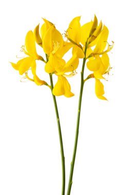 Süpürge çiçekleri beyaz bir arkaplanda izole