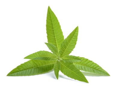 Beyaz arkaplanda limon verbena filizi izole