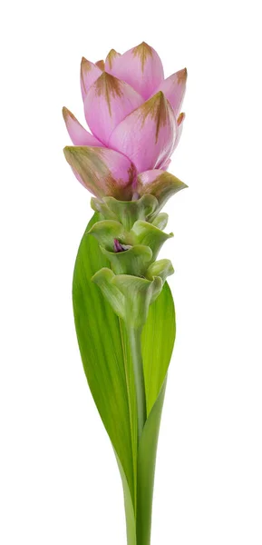 Curcuma Flower Isolated White Background — Stock Photo, Image