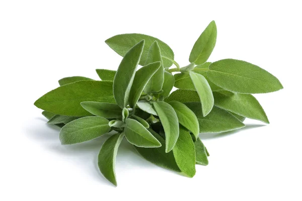 Fresh Sage Plants Isolated White Background — Stock Photo, Image