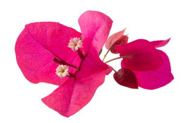 bougainvillea çiçeği beyaz arkaplanda izole edilmiş