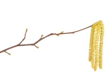 Fındık kabukları beyaz arkaplanda izole.