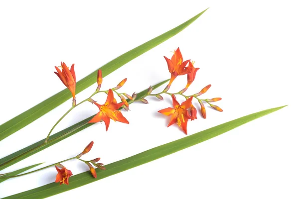 Montbretia Květiny Crocosmia Aurea Izolované Bílém Pozadí — Stock fotografie