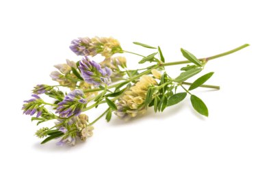 Medicago Sativa bitkisi beyaz arkaplanda izole edildi