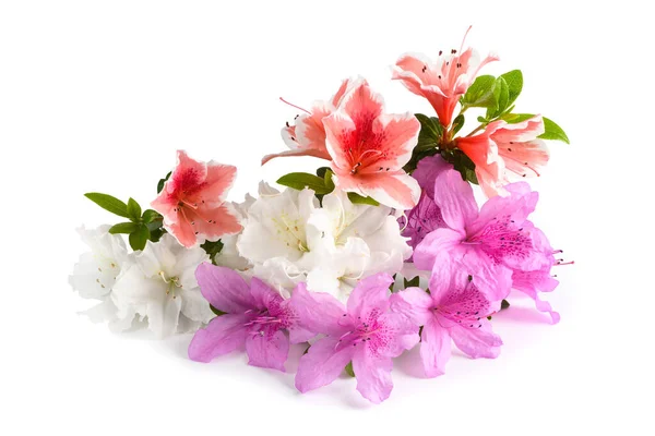 Azaleas Groupe Fleurs Isolé Sur Fond Blanc — Photo