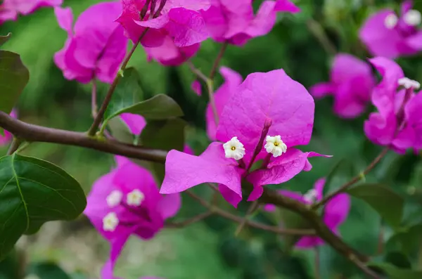Rosa Bougainvillea Växt Med Blommor Trädgård — Stockfoto
