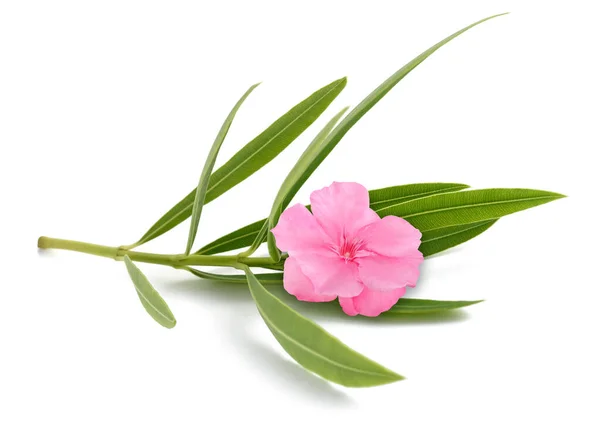 Oleander Gren Med Blomma Och Blad Isolerad Vit — Stockfoto