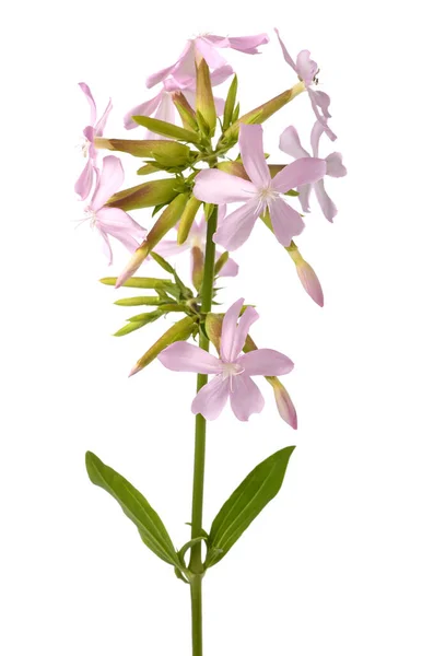 Zeepkruid Saponaria Officinalis Geïsoleerd Witte Achtergrond — Stockfoto