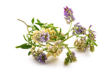 Medicago Sativa bitkisi beyaz arkaplanda izole edildi
