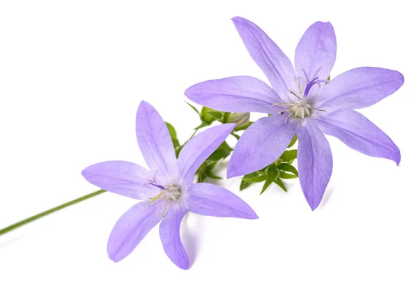 Trailing Bellflowers Isolated White Background — Stock Photo, Image