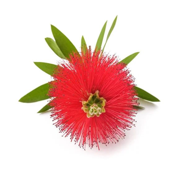 Crimson Bottlebrush Flowers Isolated White Background — Stock Photo, Image