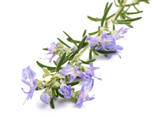 Rozmarýn Sprig Květinách Izolovaných Bílém Pozadí — Stock fotografie